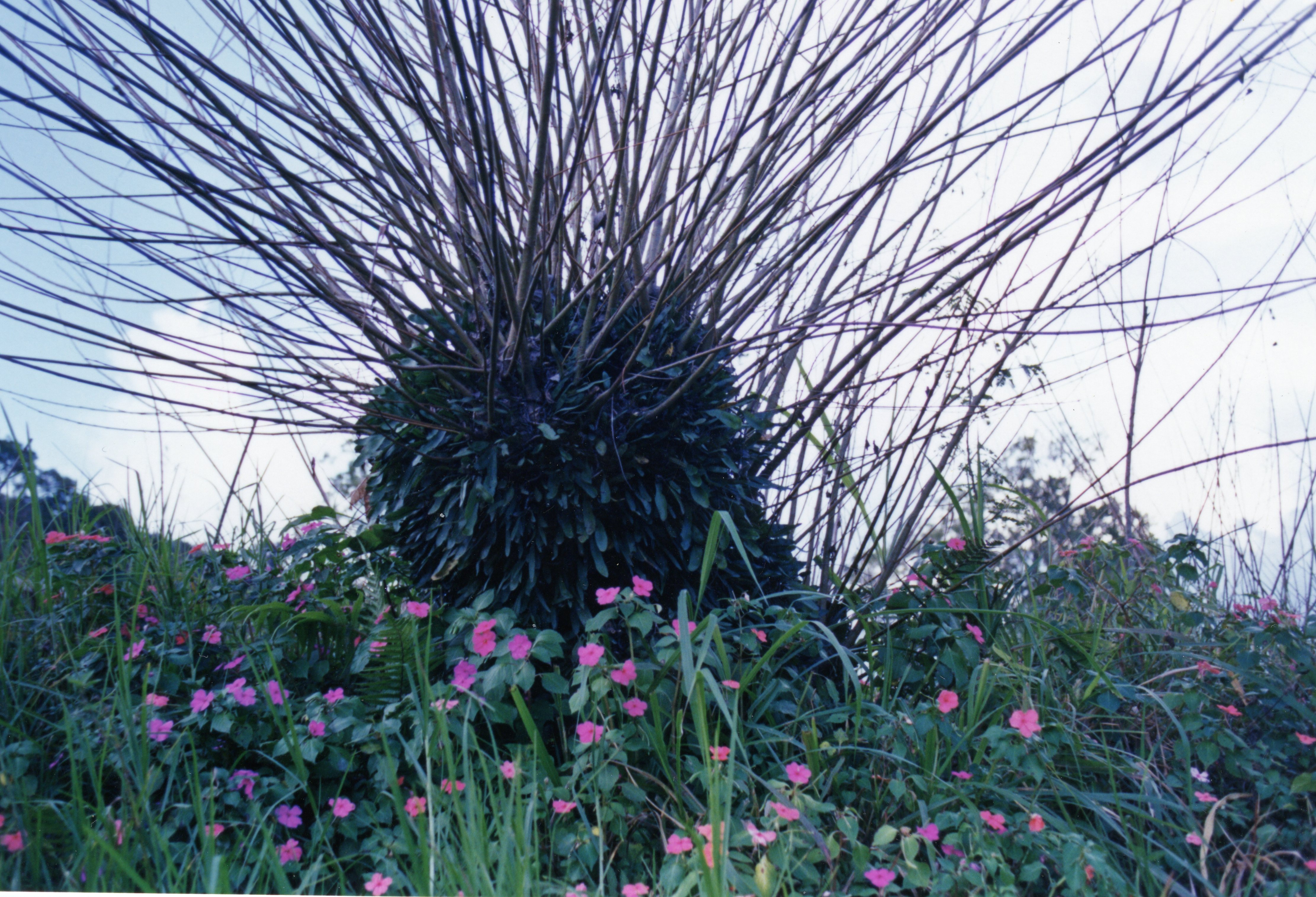Uma imagem focada em vegetação exuberante, com um arbusto central de galhos finos e escuros que se espalham em todas as direções, contrastando com flores cor-de-rosa vibrantes e grama verde ao redor. O céu nublado ao fundo sugere um ambiente natural, possivelmente rural ou em uma área de preservação.