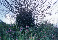 Uma imagem focada em vegetação exuberante, com um arbusto central de galhos finos e escuros que se espalham em todas as direções, contrastando com flores cor-de-rosa vibrantes e grama verde ao redor. O céu nublado ao fundo sugere um ambiente natural, possivelmente rural ou em uma área de preservação.