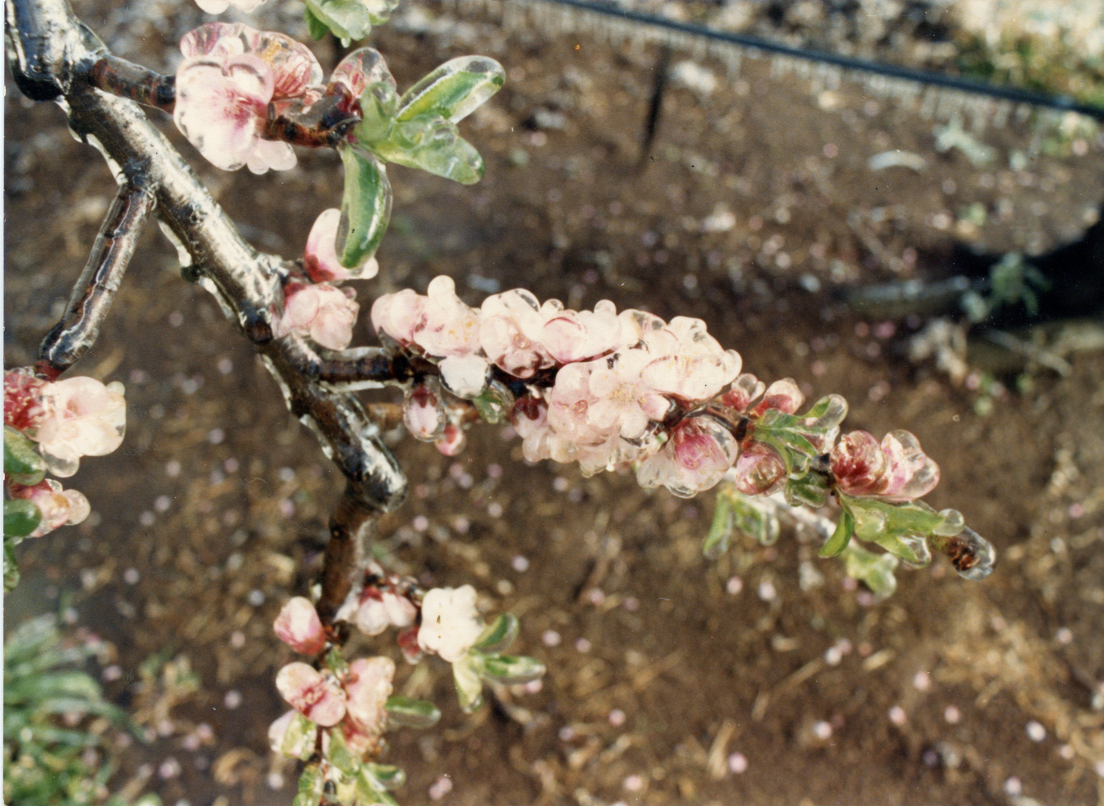 A imagem mostra um ramo de árvore frutífera em flor, coberto por uma camada de gelo, indicando um fenômeno de geada tardia. É um registro comum em regiões de cultivo de frutas, como Videira, para documentar danos climáticos na agricultura.
