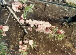 A imagem mostra um ramo de árvore frutífera em flor, coberto por uma camada de gelo, indicando um fenômeno de geada tardia. É um registro comum em regiões de cultivo de frutas, como Videira, para documentar danos climáticos na agricultura.