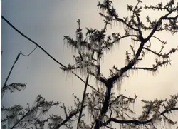 Uma fotografia que captura um fenômeno climático de geada severa em uma árvore frutífera, possivelmente um pessegueiro, com galhos cobertos por longos pingentes de gelo. A imagem reflete um evento de frio intenso que pode ter impactado a agricultura local, comum em regiões de clima temperado como o sul do Brasil.
