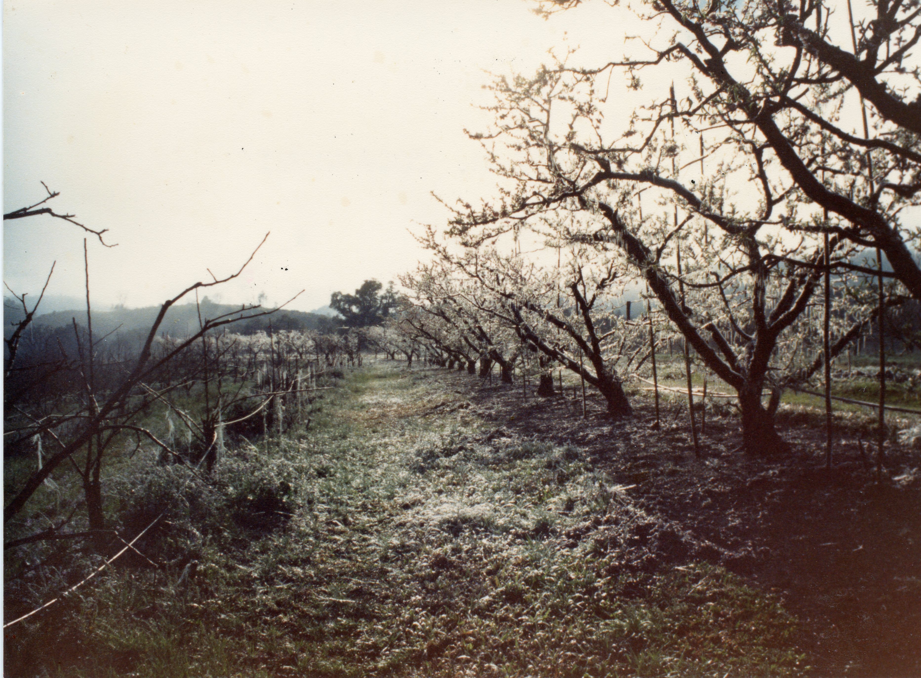 Uma fotografia de um pomar, possivelmente de pessegueiros ou macieiras, em fase de floração ou com geada nas árvores. A cena rural sugere uma atividade agrícola típica da região de Videira, com árvores alinhadas em um terreno levemente inclinado sob uma luz suave.