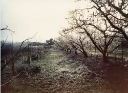 Uma fotografia de um pomar, possivelmente de pessegueiros ou macieiras, em fase de floração ou com geada nas árvores. A cena rural sugere uma atividade agrícola típica da região de Videira, com árvores alinhadas em um terreno levemente inclinado sob uma luz suave.