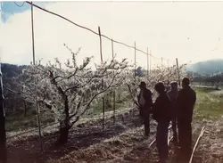 Uma fotografia colorida que retrata um pomar, provavelmente de pessegueiros, coberto por uma camada de gelo devido a uma geada severa. Três pessoas observam as árvores congeladas, vestindo roupas de inverno, em um cenário que remete à agricultura de regiões frias do sul do Brasil, como Videira.