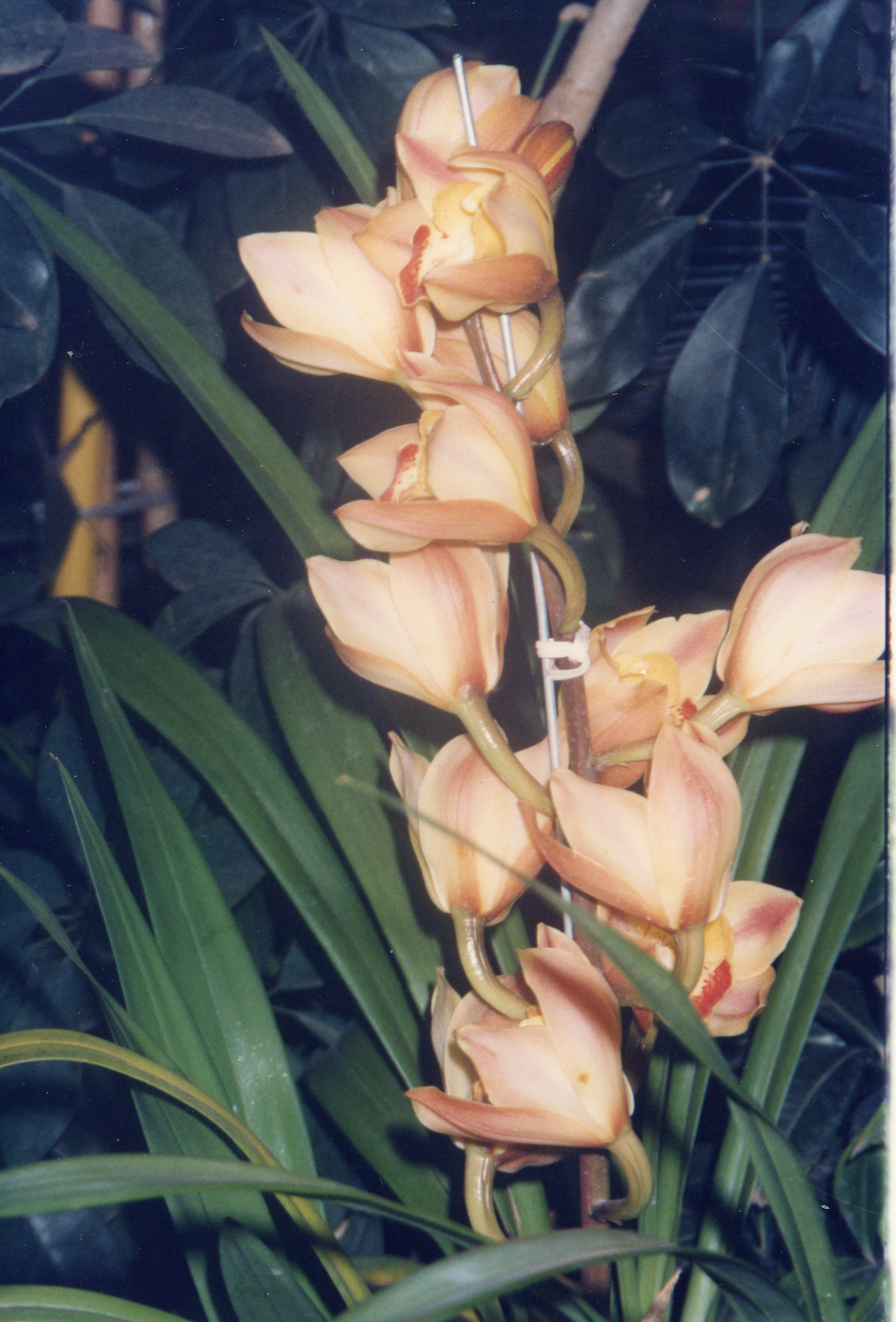 Uma fotografia em close-up de uma haste de orquídea Cymbidium com flores em tons de pêssego e creme. A planta está sustentada por uma haste de suporte, cercada por folhagens verdes escuras, sugerindo um ambiente de cultivo doméstico ou estufa.