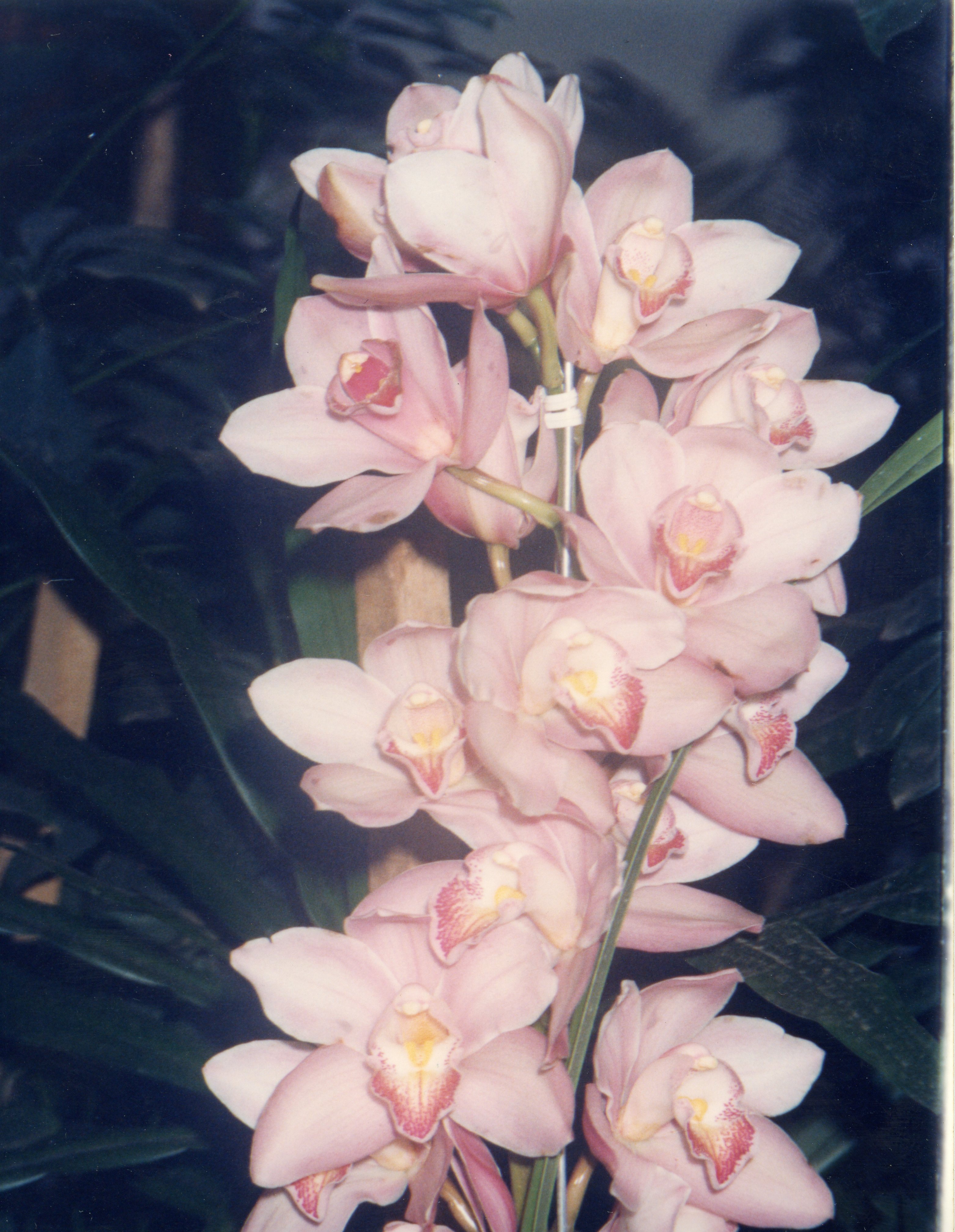 Uma fotografia em close-up de uma haste de orquídeas Cymbidium com flores em tons de rosa claro e centro amarelado. A imagem apresenta um fundo escuro e desfocado, destacando a delicadeza das pétalas e a estrutura da planta, possivelmente capturada em um ambiente de cultivo ou exposição botânica.