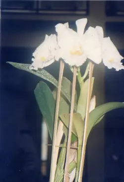 Uma fotografia colorida de uma orquídea branca com centro amarelado, sustentada por hastes de bambu. A imagem apresenta um fundo escuro e desfocado, sugerindo um ambiente interno ou um registro botânico amador de época.