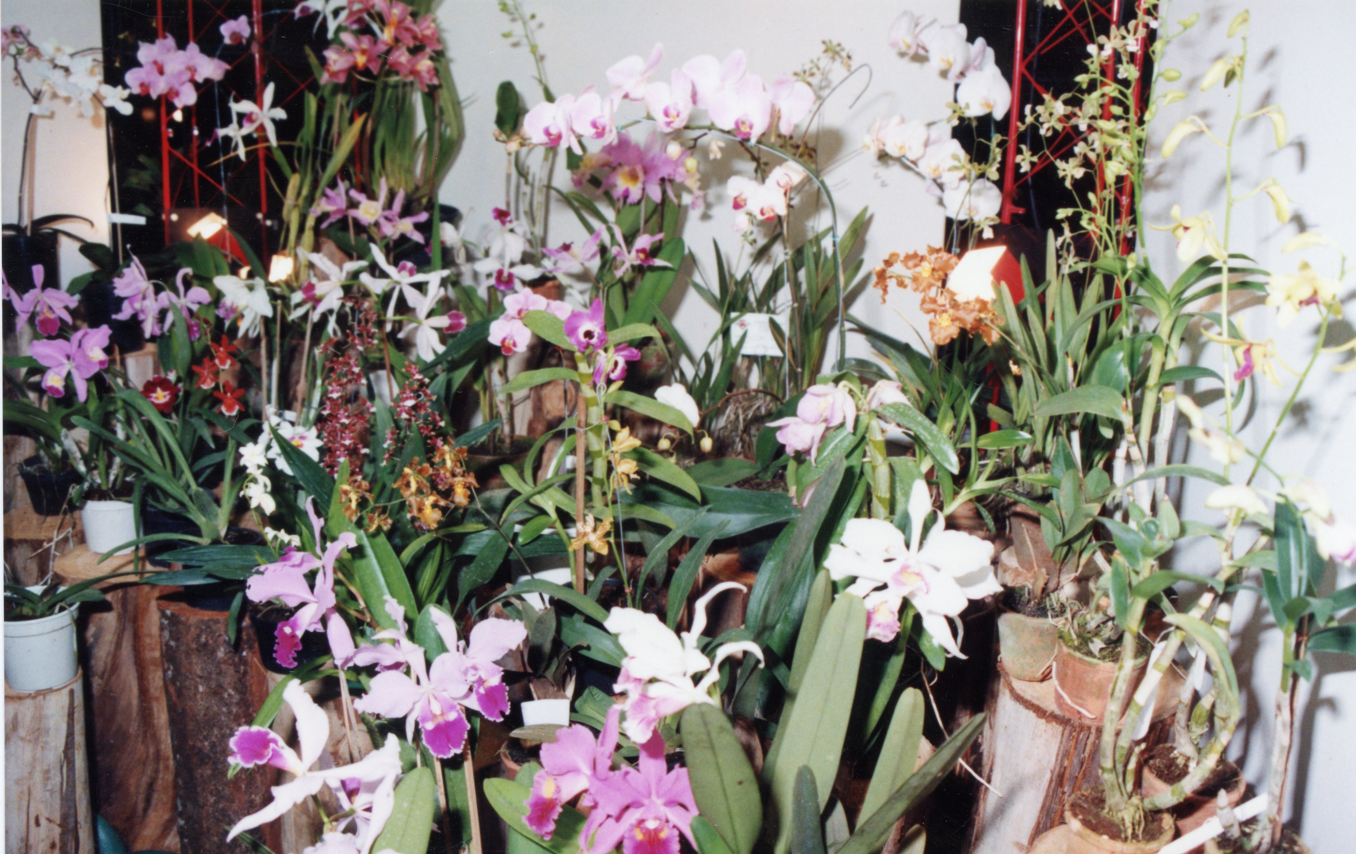 Uma exposição ou coleção diversificada de orquídeas em vasos, dispostas sobre suportes de madeira rústica em um ambiente interno. A imagem apresenta uma variedade de cores e espécies, sugerindo um evento de floricultura ou uma mostra botânica, possivelmente ocorrida no final do século XX.