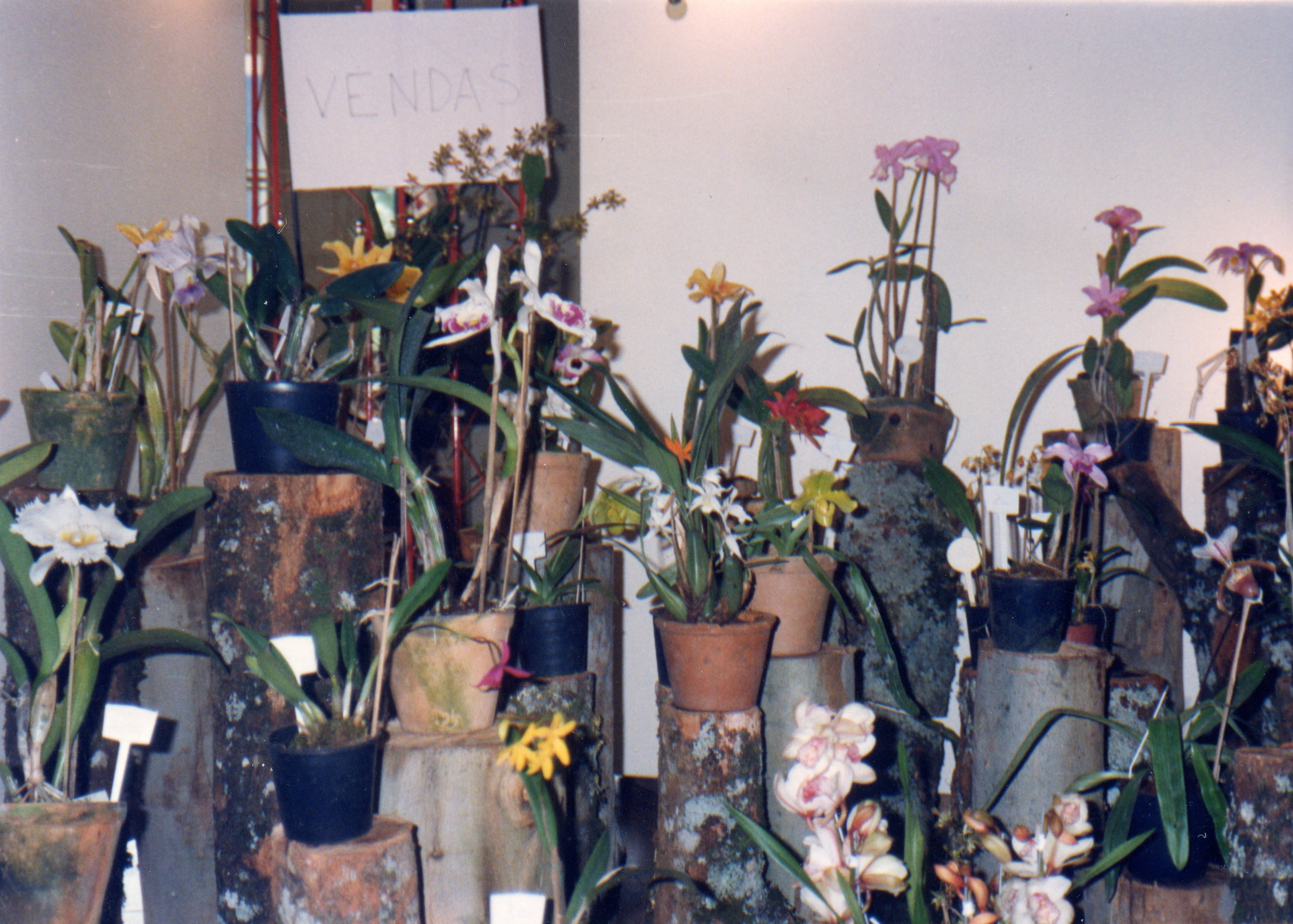 Uma exposição de orquídeas em vasos dispostos sobre troncos de madeira, sugerindo um evento de jardinagem ou feira de flores. Há uma placa manuscrita com a palavra 'VENDAS', indicando um contexto comercial ou de exposição pública, possivelmente em um ambiente interno.