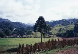 Uma paisagem rural típica do sul do Brasil, possivelmente na região de Videira, caracterizada por colinas verdes, araucárias e uma pequena residência. A presença de uma cerca de milho seco em primeiro plano e a estrada de terra sugerem uma atividade agrícola tradicional e um cenário de colonização.