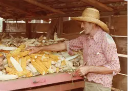 Uma fotografia de um agricultor de meia-idade usando chapéu de palha e camisa estampada, manuseando uma grande quantidade de espigas de milho colhidas. A cena ocorre em uma estrutura de madeira rústica, possivelmente um galpão ou carroceria de caminhão, refletindo a vida rural típica da agricultura familiar brasileira.