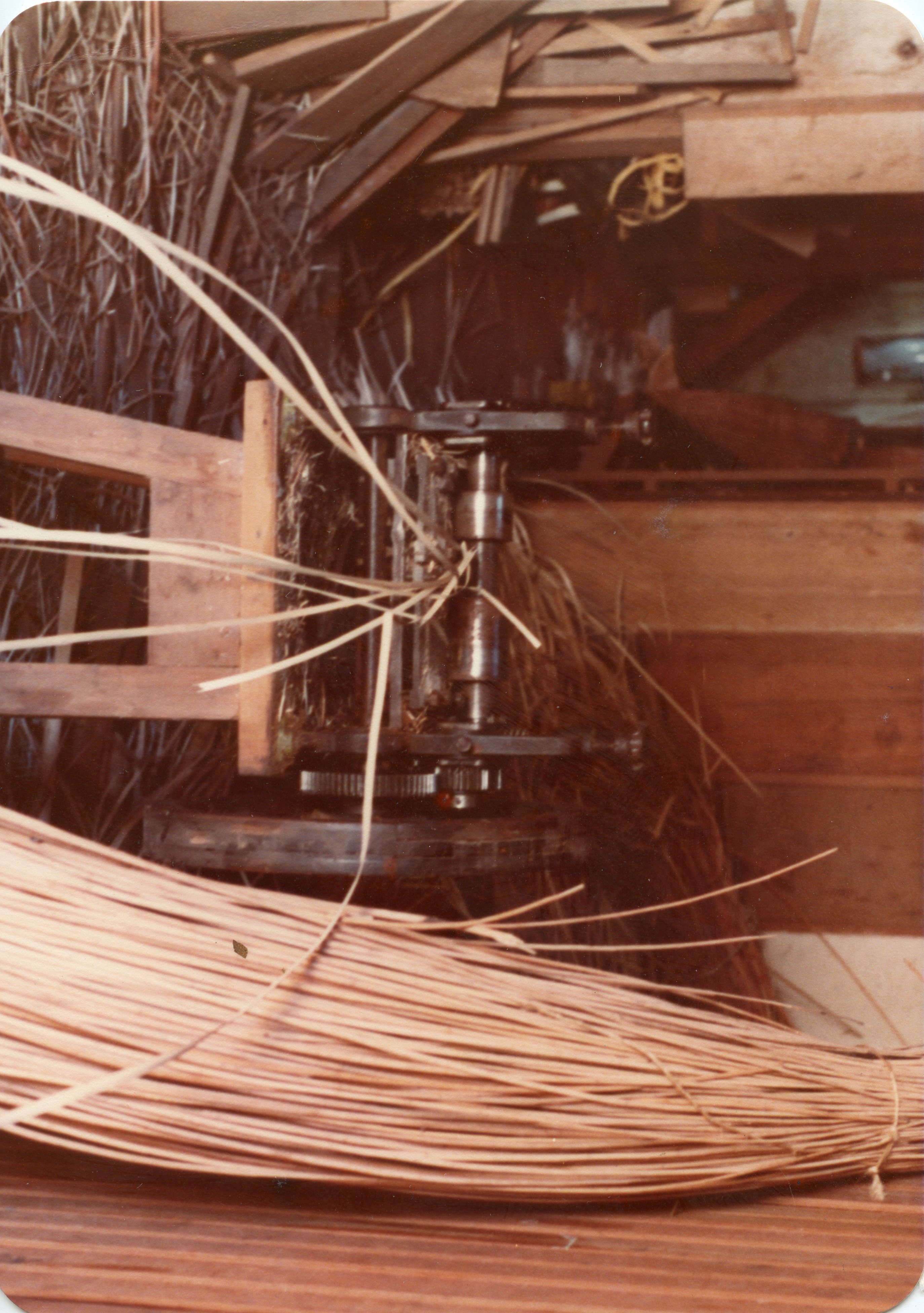 Uma fotografia colorida que mostra um equipamento mecânico antigo utilizado para processar fibras vegetais, possivelmente vime ou palha, em um ambiente de trabalho rústico. O cenário sugere uma atividade artesanal ou de pequena indústria rural, comum em regiões de colonização europeia no Brasil, como Videira, durante meados do século XX.