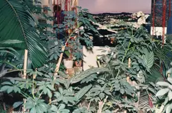 A imagem apresenta uma composição complexa com folhagens em primeiro plano, possivelmente em um ambiente interno ou estufa, sobrepondo-se a uma fotografia de paisagem urbana noturna. A orientação da imagem parece estar invertida, sugerindo um registro fotográfico de uma exposição ou painel decorativo.